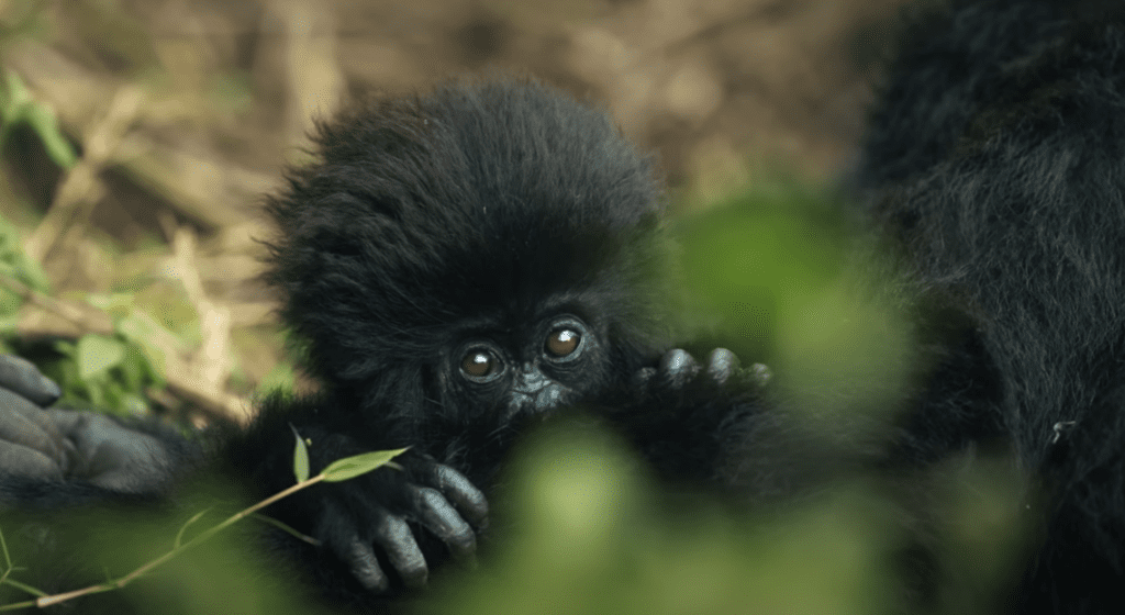 un bébé gorille en afrique
