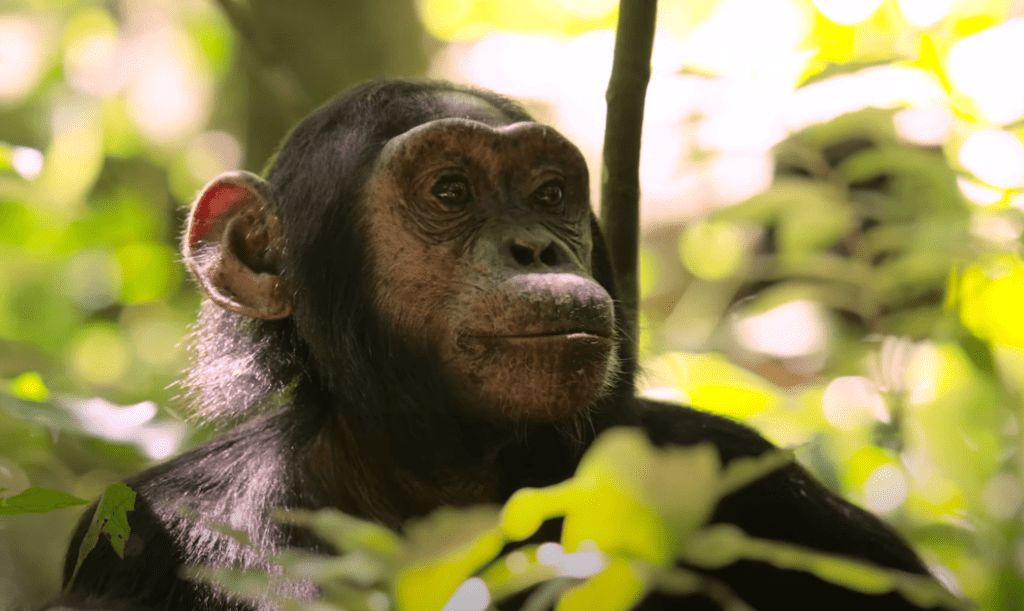 chimpanzé dans Kibale Forest