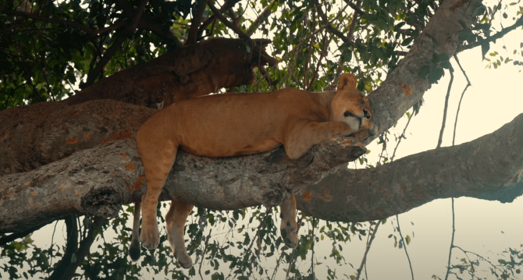 lionne dort dans un arbre